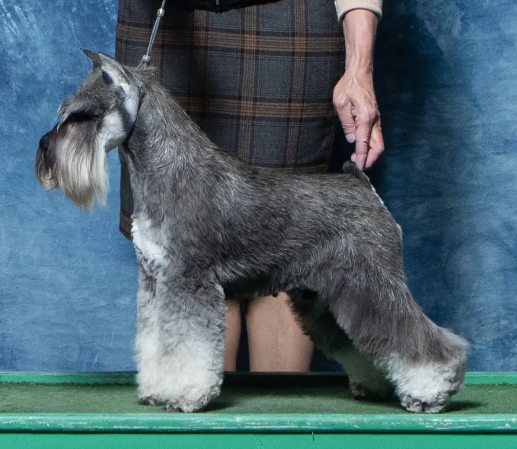 仔犬の父親