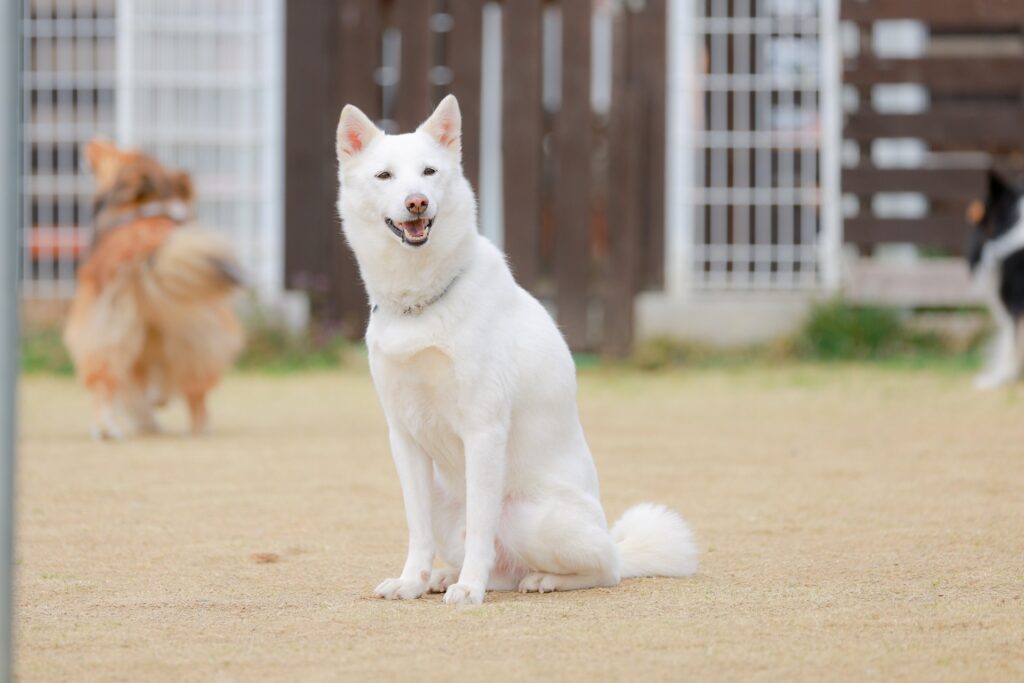 雑種　犬