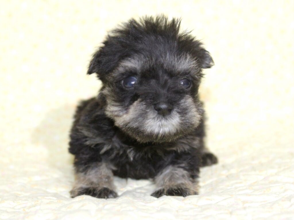 仔犬