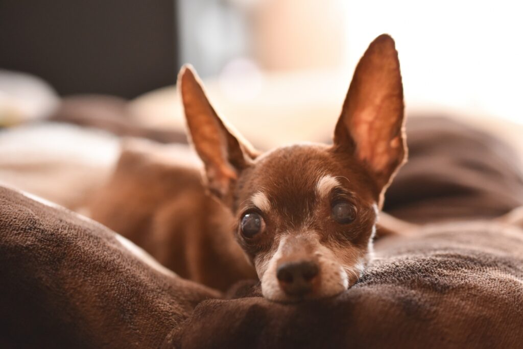 白内障　犬