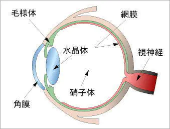 進行性網膜委縮症 ＰＲＡ　TYPE A