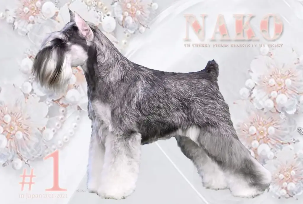仔犬の母親