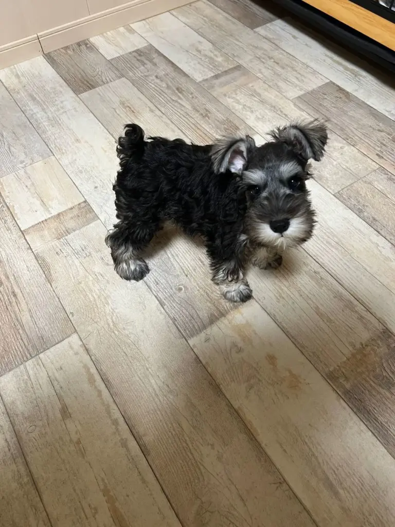 ５月７日産まれの仔犬