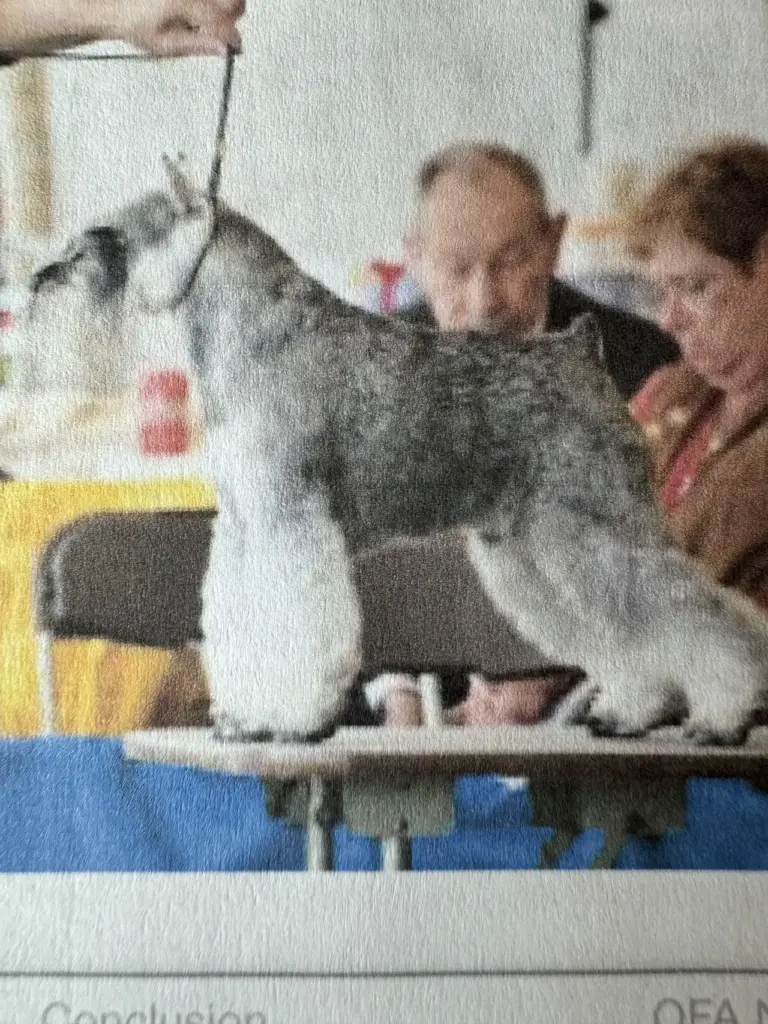 仔犬の父親