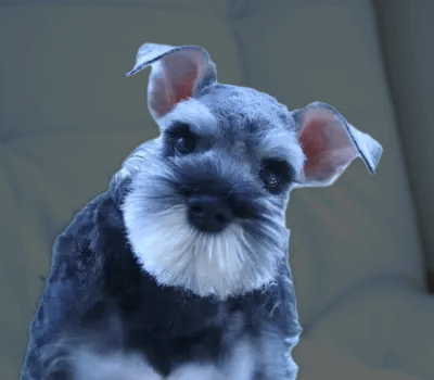 犬